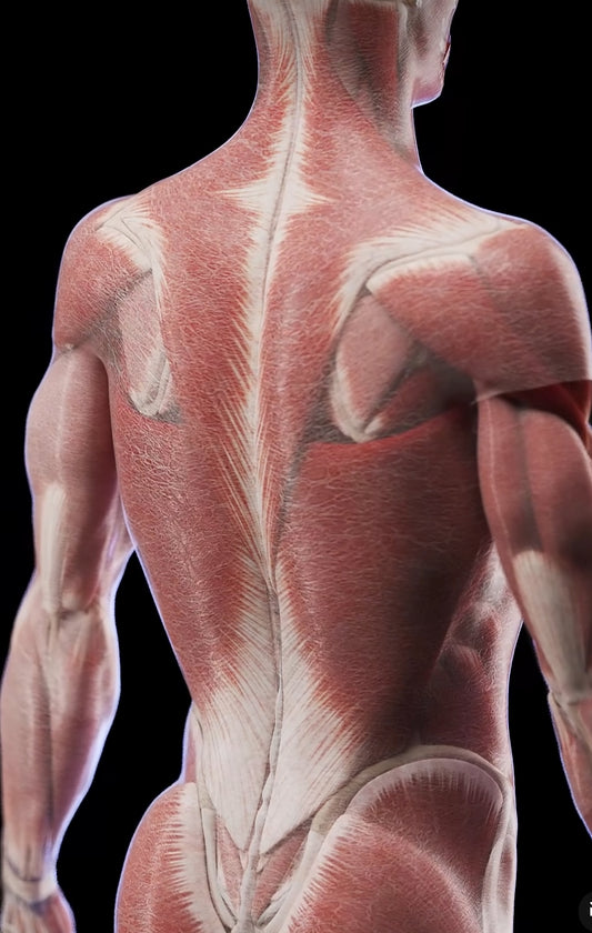Fascia and Kinesiology Taping: Unveiling the Connection